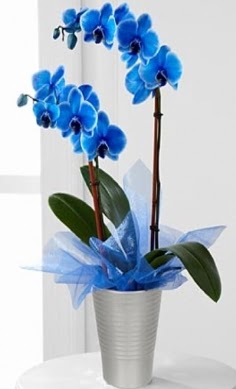 Seramik vazo ierisinde 2 dall mavi orkide  Ankara Siteler Feridun elik iek , ieki , iekilik 