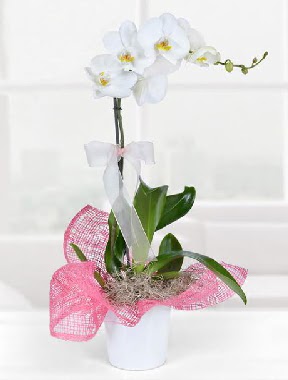 Tek dall beyaz orkide seramik saksda  Siteler Bapnar Ankara iek gnderme 