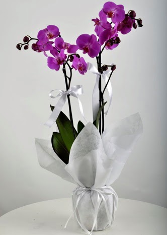 ift dall saksda mor orkide iei  Ankara Siteler nder iek siparii